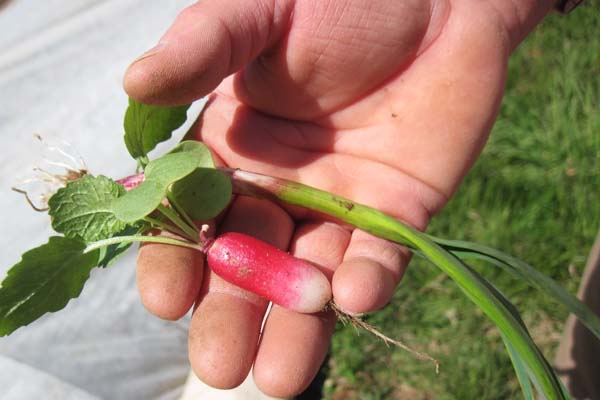 Beets Workin' organic radish and garlic scallion