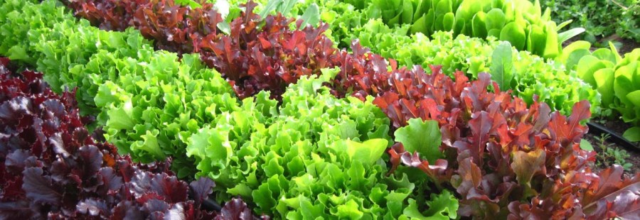Salvaterra's Gardens organic lettuce
